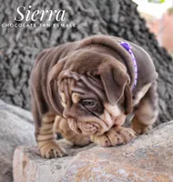 Sierra, a female English Bulldog for sale in Dumas, TX – 3 of 10