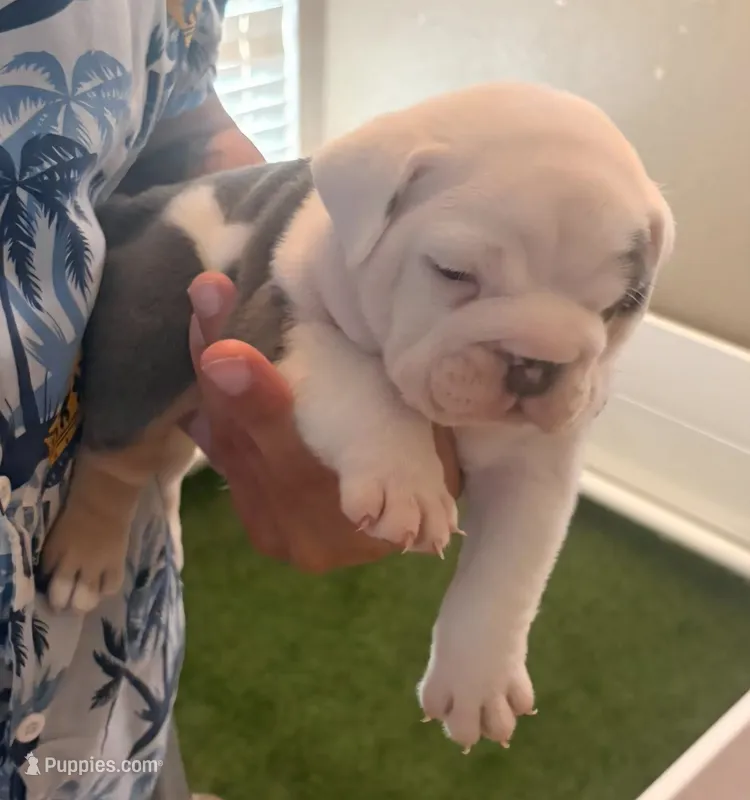Tommy – English Bulldog puppy for sale in Dumas, TX