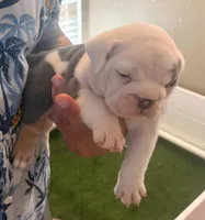 Tommy, a male English Bulldog for sale in Dumas, TX – 1 of 5