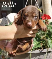 Belle, a female Doberman Pinscher for sale in Dumas, TX – 2 of 3