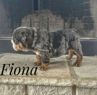 Fiona, a female English Bulldog for sale in Dumas, TX – Photo 5 of 6