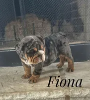 Fiona, a female English Bulldog for sale in Dumas, TX – Photo 2 of 6