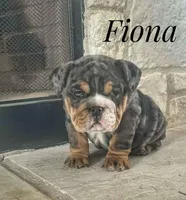 Fiona, a female English Bulldog for sale in Dumas, TX – Photo 6 of 6