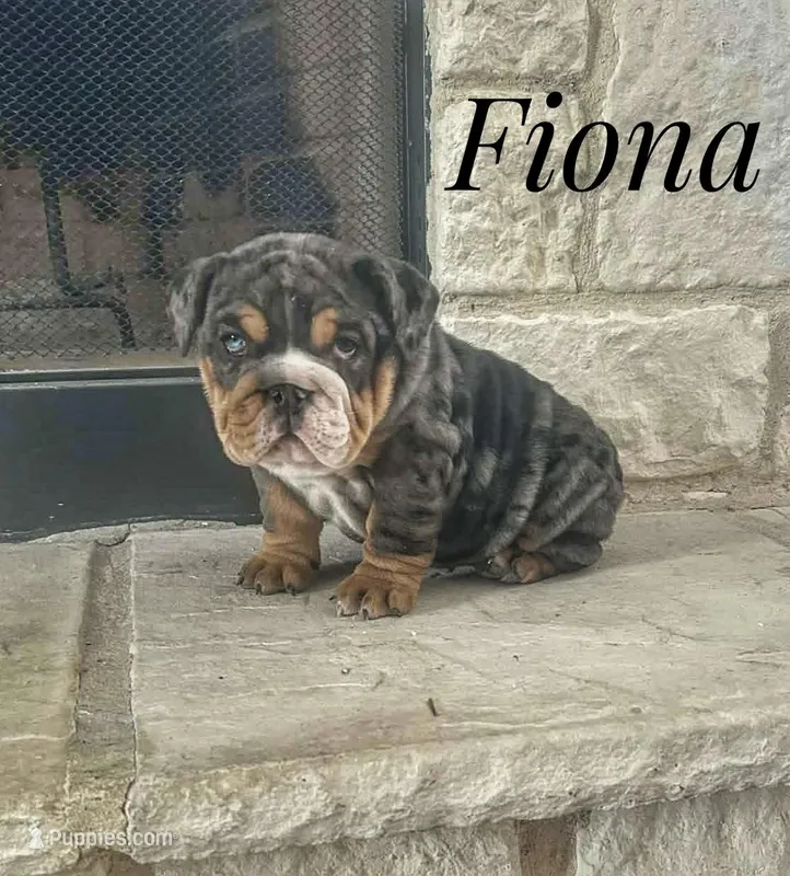 Fiona – English Bulldog puppy for sale in Dumas, TX