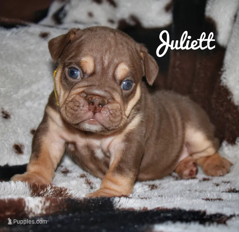 Juliett – English Bulldog puppy for sale in Dumas, TX