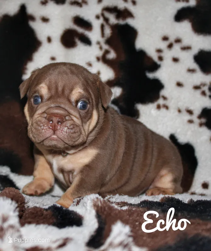 Echo – English Bulldog puppy for sale in Dumas, TX