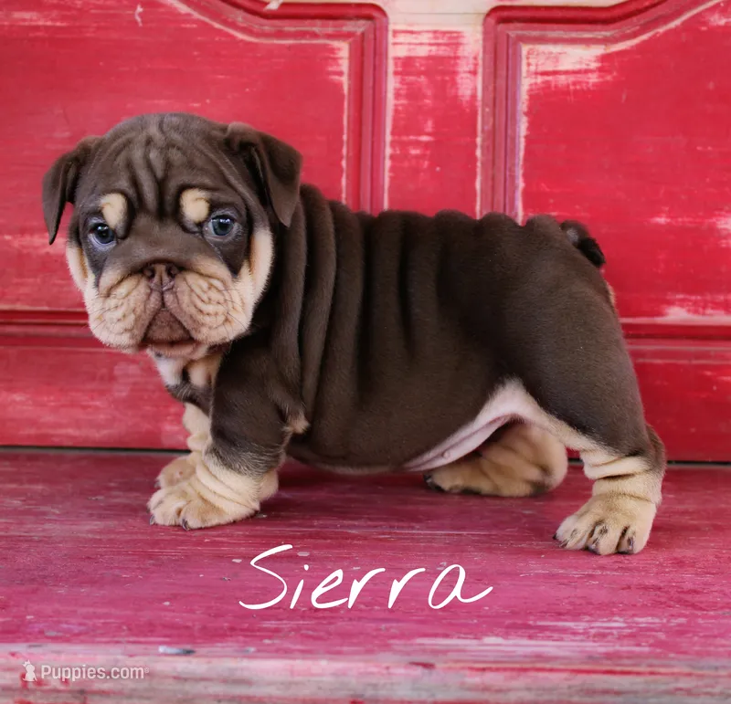 Sierra – English Bulldog puppy for sale in Dumas, TX