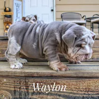 Waylon, a male English Bulldog for sale in Dumas, TX – 2 of 8