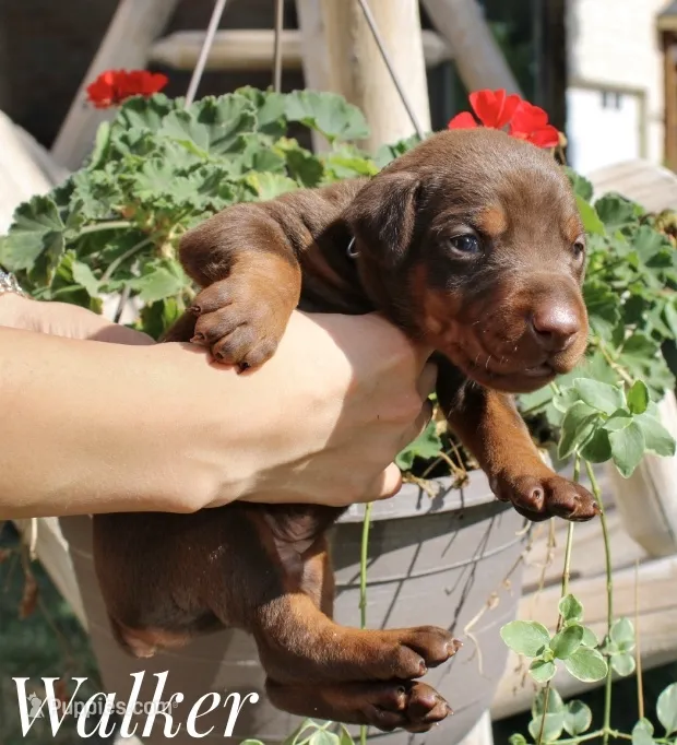 Walker – Doberman Pinscher puppy for sale in Dumas, TX