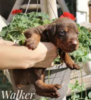 Walker, a male Doberman Pinscher for sale in Dumas, TX – 1 of 3