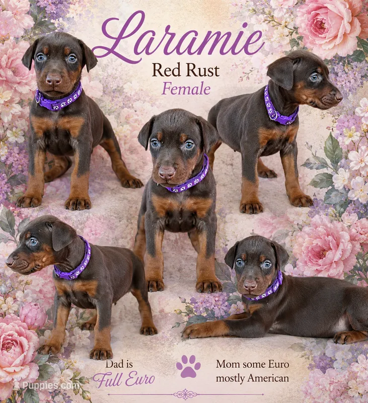 Laramie – Doberman Pinscher puppy for sale in Dumas, TX