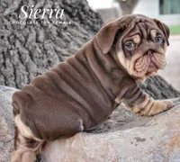 Sierra, a female English Bulldog for sale in Dumas, TX – 7 of 10