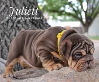 Juliett, a female English Bulldog for sale in Dumas, TX – 7 of 10