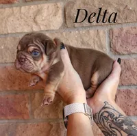 Delta, a female English Bulldog for sale in Dumas, TX – 3 of 7