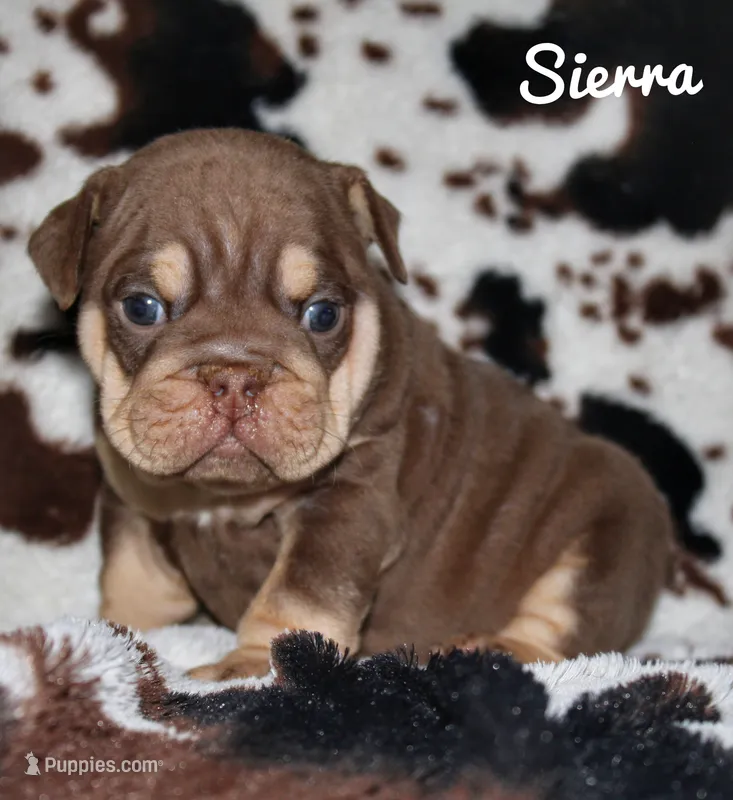 Sierra – English Bulldog puppy for sale in Dumas, TX