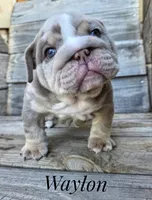 Waylon, a male English Bulldog for sale in Dumas, TX – 4 of 9