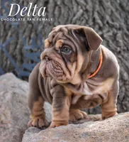 Delta, a female English Bulldog for sale in Dumas, TX – 3 of 7
