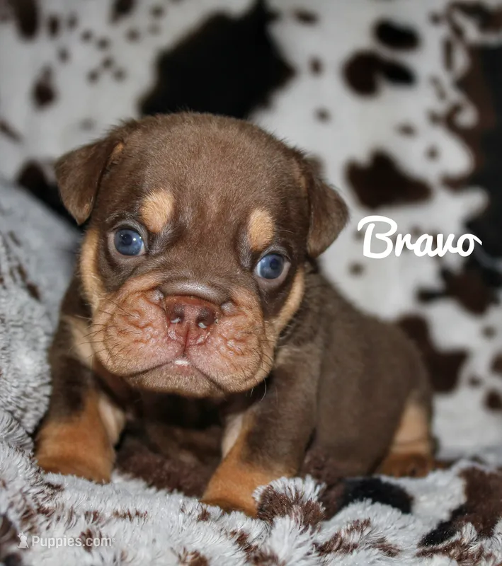 Bravo – English Bulldog puppy for sale in Dumas, TX
