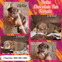 Delta, a female English Bulldog for sale in Dumas, TX – 1 of 7