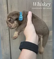 Whiskey, a male English Bulldog for sale in Dumas, TX – 2 of 2