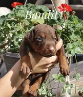 Bandit, a male Doberman Pinscher for sale in Dumas, TX – 6 of 6