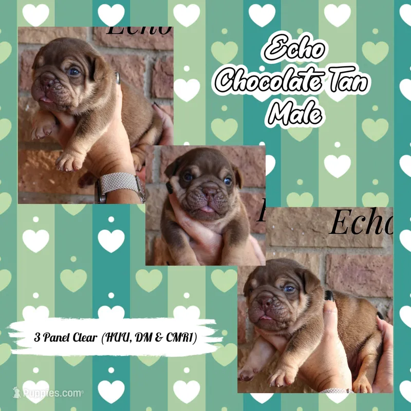 Echo – English Bulldog puppy for sale in Dumas, TX