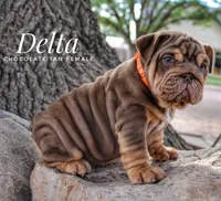 Delta, a female English Bulldog for sale in Dumas, TX – 4 of 7
