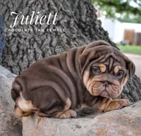 Juliett, a female English Bulldog for sale in Dumas, TX – 8 of 10