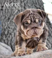 Sierra, a female English Bulldog for sale in Dumas, TX – 2 of 10