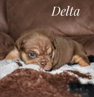 Delta, a female English Bulldog for sale in Dumas, TX – 7 of 7
