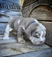 Waylon, a male English Bulldog for sale in Dumas, TX – 7 of 9