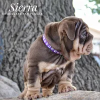 Sierra, a female English Bulldog for sale in Dumas, TX – 10 of 10