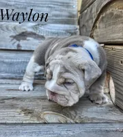 Waylon, a male English Bulldog for sale in Dumas, TX – 3 of 9