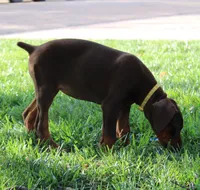 Belle, a female Doberman Pinscher for sale in Dumas, TX – 6 of 6