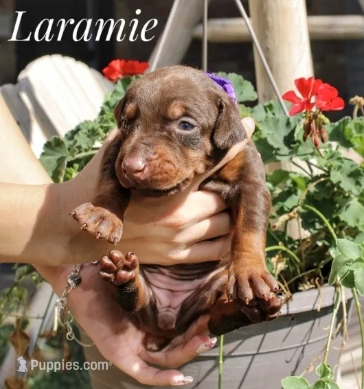 Laramie – Doberman Pinscher puppy for sale in Dumas, TX