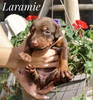 Laramie, a female Doberman Pinscher for sale in Dumas, TX – 1 of 3