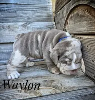 Waylon, a male English Bulldog for sale in Dumas, TX – 5 of 9