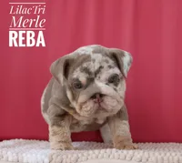 Reba, a female English Bulldog for sale in Dumas, TX – 8 of 10