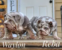 Waylon, a male English Bulldog for sale in Dumas, TX – 6 of 8