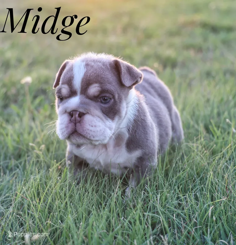 Midge, a female English Bulldog for sale in Dumas, TX – 1 of 4