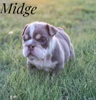 Midge, a female English Bulldog for sale in Dumas, TX – 1 of 4