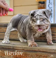 Waylon, a male English Bulldog for sale in Dumas, TX – 4 of 8