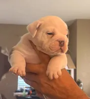 Tommy, a male English Bulldog for sale in Dumas, TX – 5 of 5