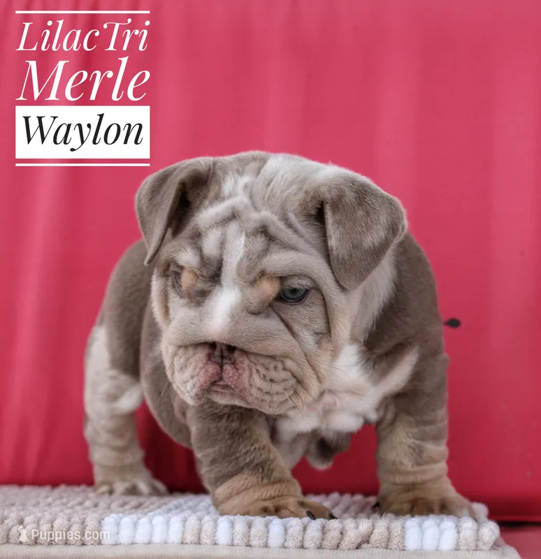 Waylon – English Bulldog puppy for sale in Dumas, TX