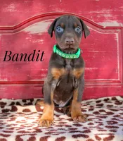 Bandit, a male Doberman Pinscher for sale in Dumas, TX – 5 of 5