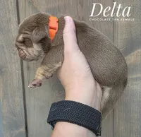 Delta, a female English Bulldog for sale in Dumas, TX – 2 of 2