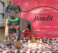 Bandit, a male Doberman Pinscher for sale in Dumas, TX – 1 of 5