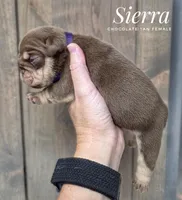 Sierra, a female English Bulldog for sale in Dumas, TX – 2 of 2