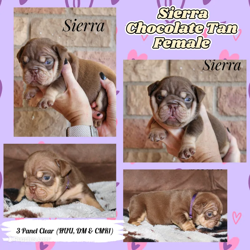 Sierra – English Bulldog puppy for sale in Dumas, TX