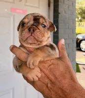 Stanley, a male English Bulldog for sale in Dumas, TX – 1 of 6